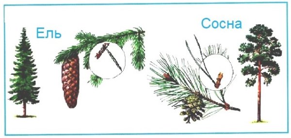 Хвоинки и шишки окружающий мир 1 класс