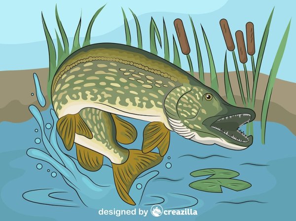 Щука для детей