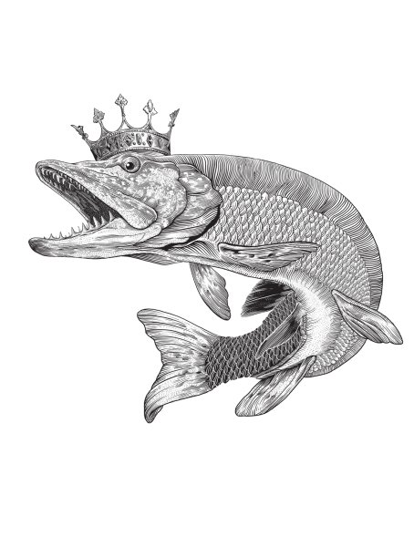 Наброски щуки