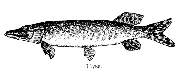 Щука раскраска