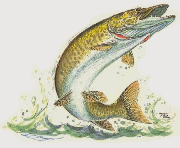 Щука в движении