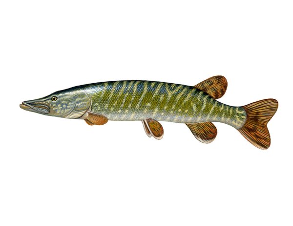 Щука обыкновенная вид сбоку