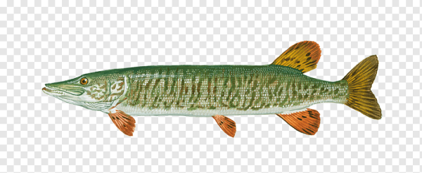 Щука маскинонг полосатый