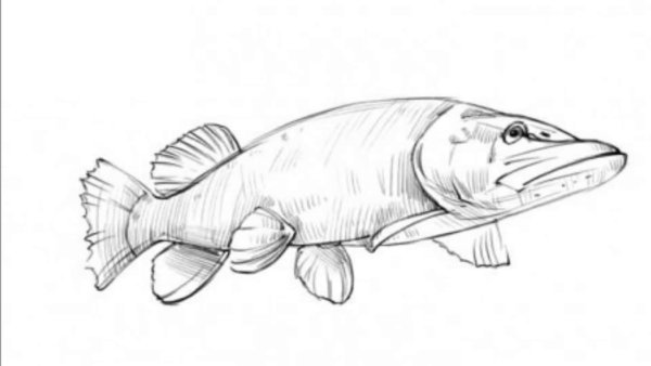 Щука рисунок