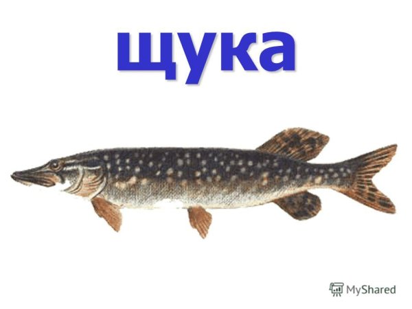 Щука с подписью
