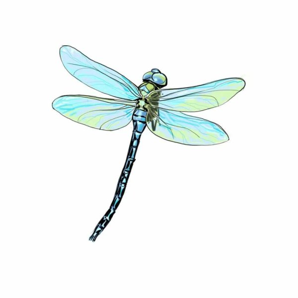 Стрекоза рисунок