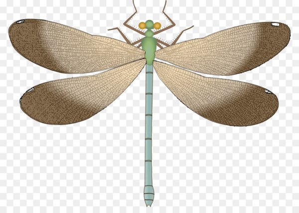 Стрекоза для детей