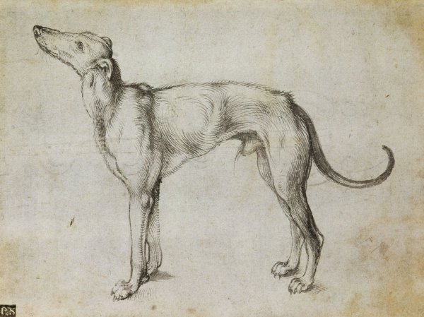 Альбрехт Дюрер руки