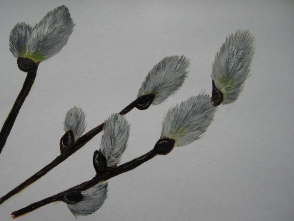 Рисование вербы