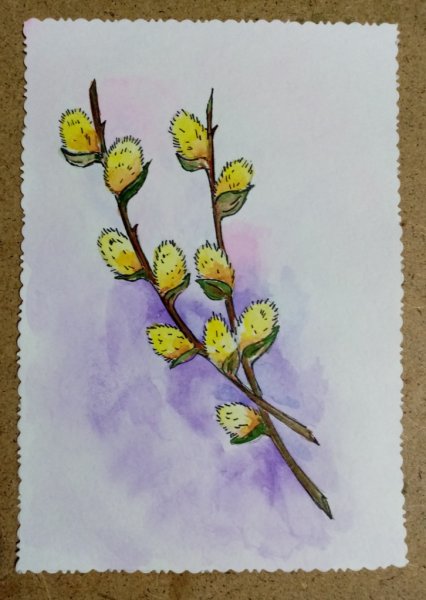 Поэтапное рисование вербы для детей