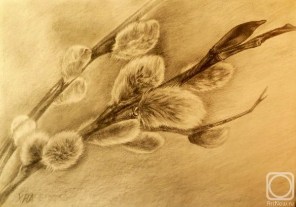 Веточка вербы раскраска для детей