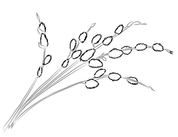 Верба карандашом