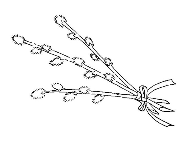 Ветка вербы для презентации