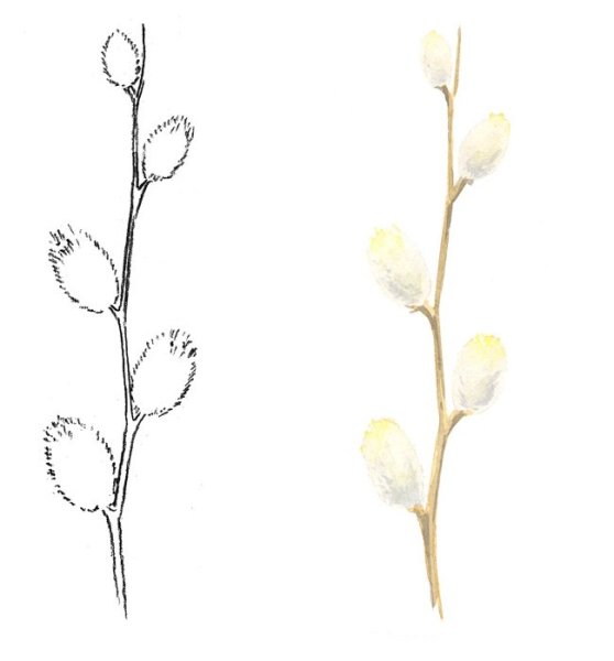 Вербочка рисунок