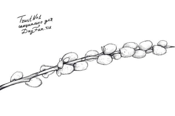 Рисование веточка вербы