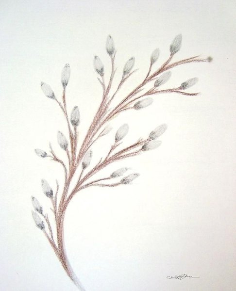 Верба сухой пастелью