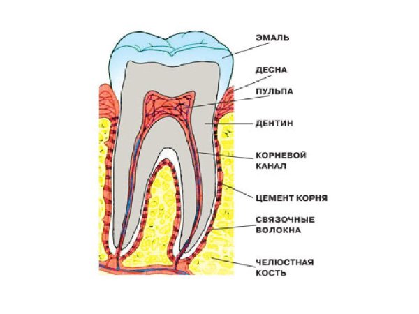 Строение коренного зуба