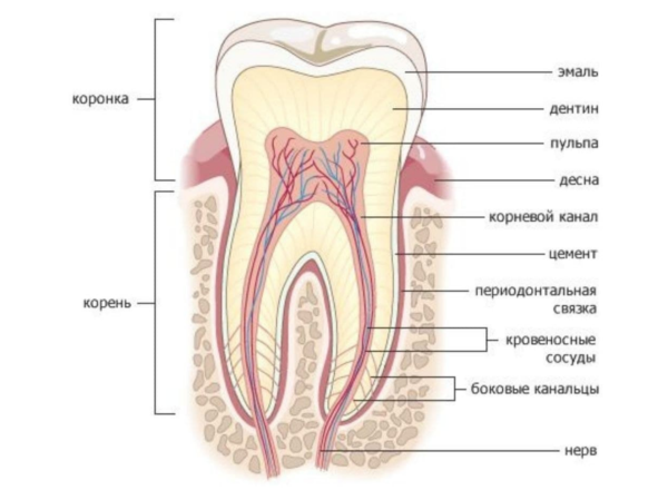 Строение зуба человека схема анатомия