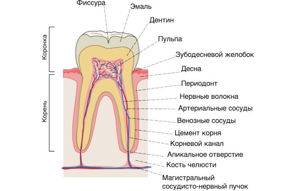 Структура зуба эмаль дентин