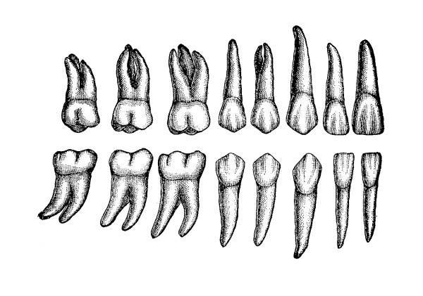 Анатомия зубов моляров верхней челюсти