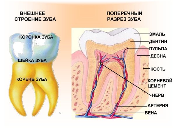 Анатомическое строение зуба стоматология