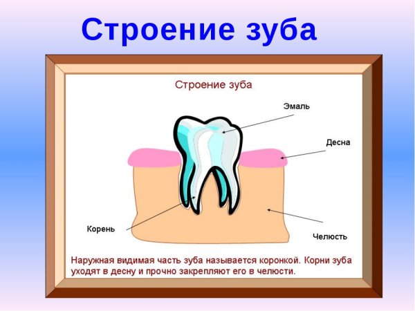 Строение зуба человека для детей