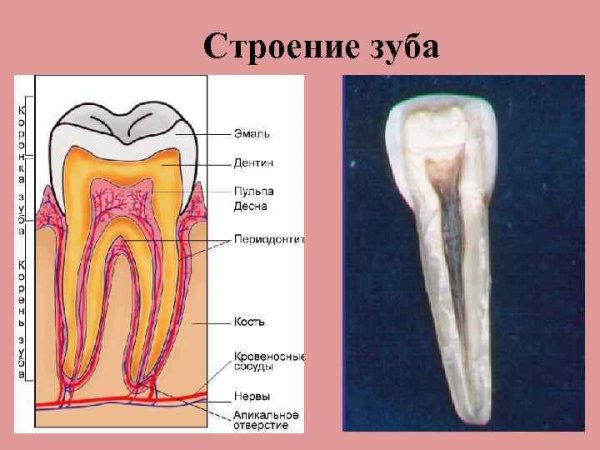 Строение зуба коронка шейка корень рисунок