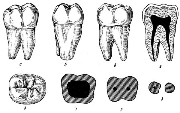 Строение зуба шейка зуба