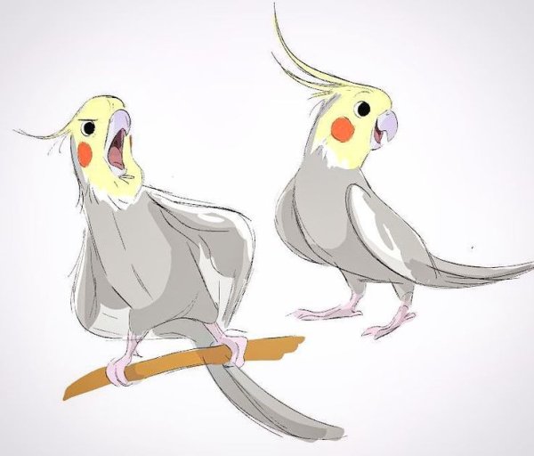 Попугай корелла референс