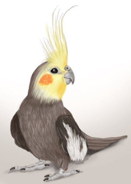 Попугай корелла рисунок