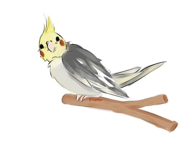 Попугай корелла