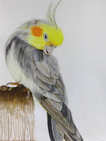 Попугай корелла акварель
