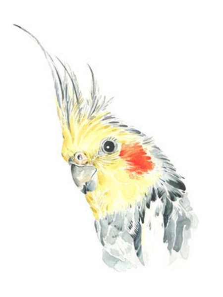 Попугай корелла акварель