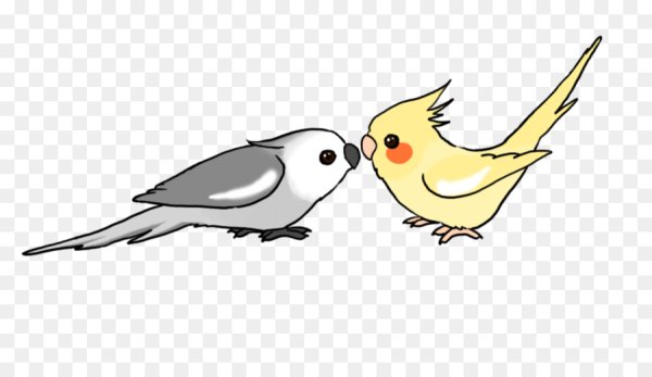 Попугайчик корелла рисунок