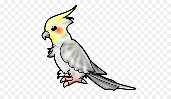 Попугай корелла Gyu