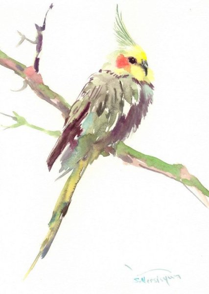 Попугай корелла пастелью