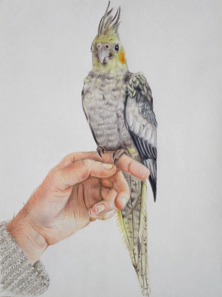 Корелла карандашом