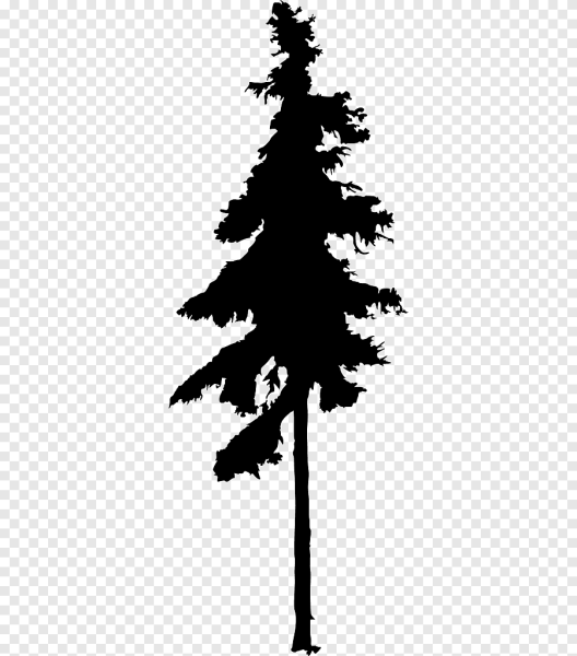 Силуэт дерева ель