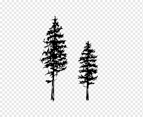 Очертания хвойных деревьев