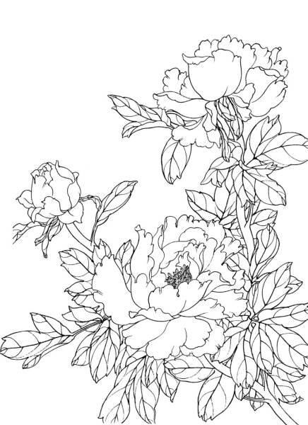 Пионы лайнарт