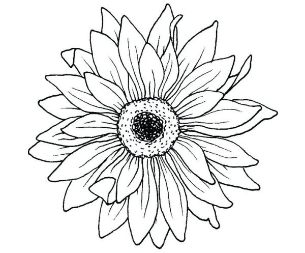 Бутон цветка раскраска