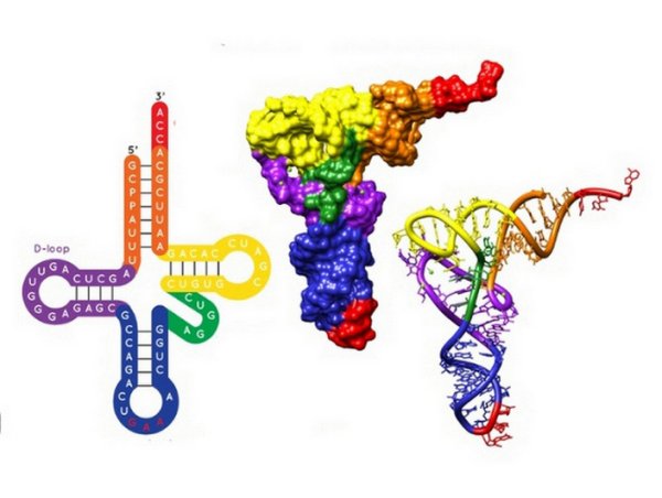 Транспортная РНК 3д модель