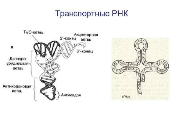 Форма транспортной РНК