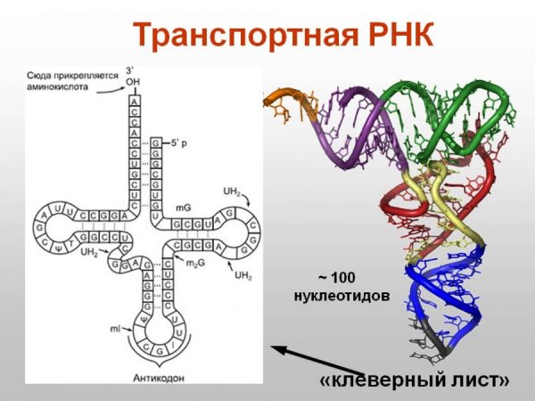 Транспортная РНК синтезируется в