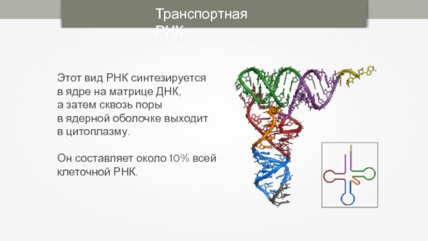 Схема строения молекулы ТРНК