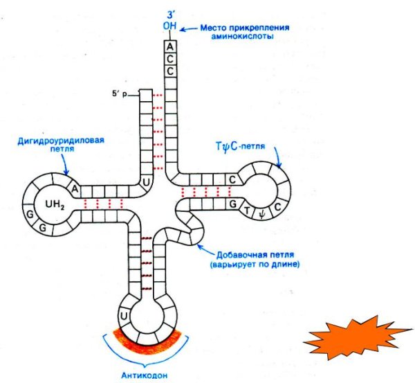 Строение молекулы ТРНК
