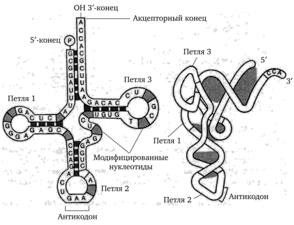 Структура ТРНК схема