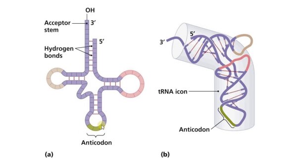 Структура транспортной РНК