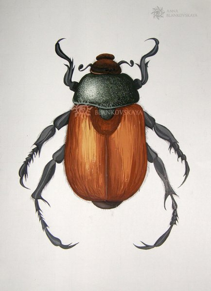 Нарисовать Майский хрущ