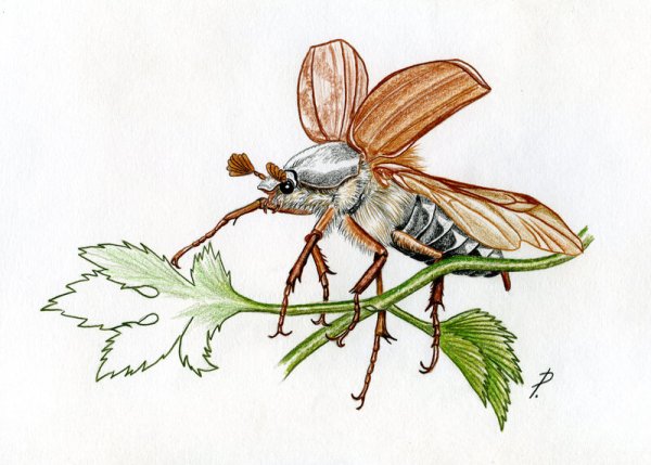 Майский Жук для детей